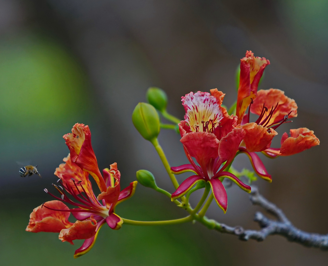 Blüte des Flammenbaums