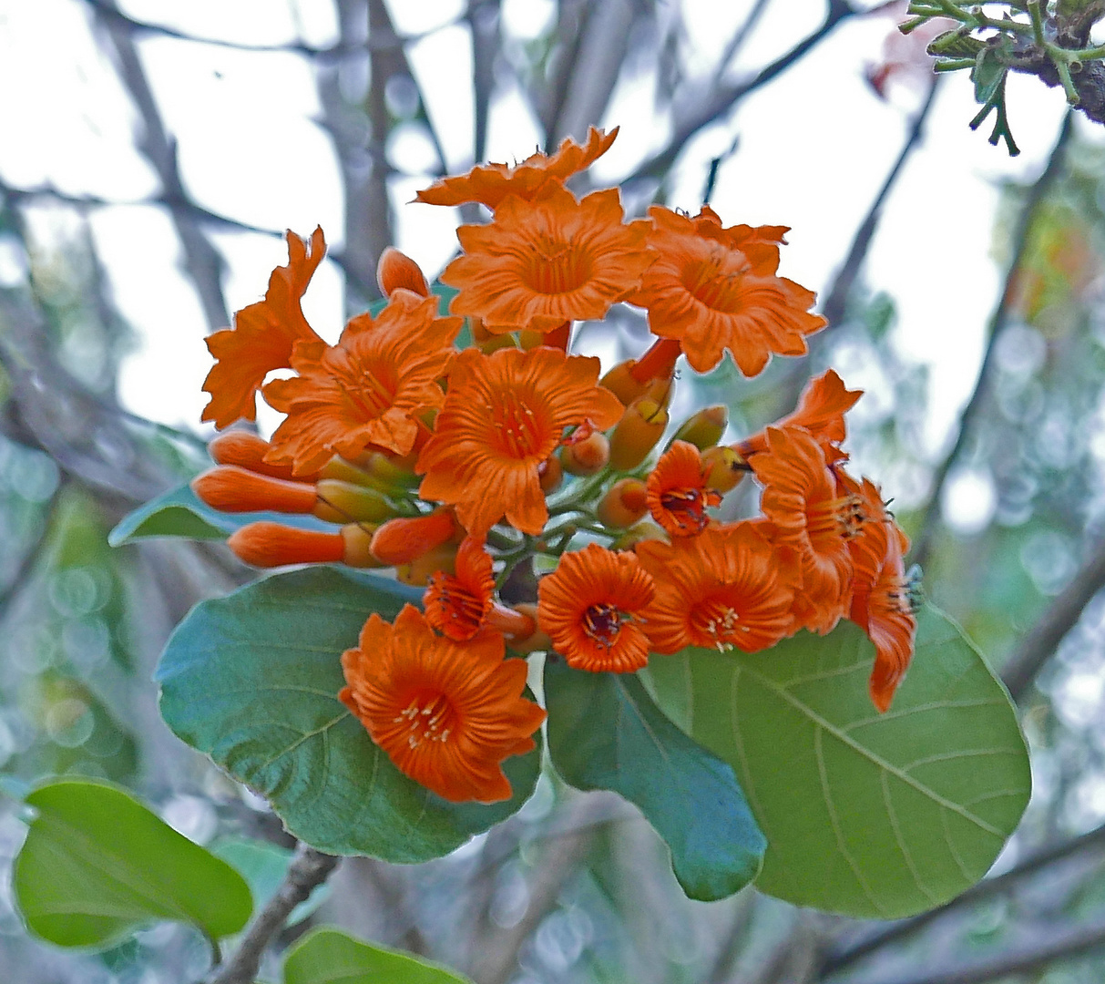 Blüte des Flammenbaums 