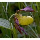 Blüte des Frauenschuh