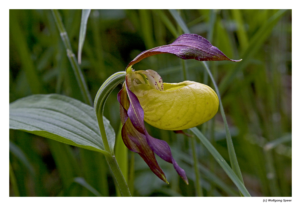 Blüte des Frauenschuh