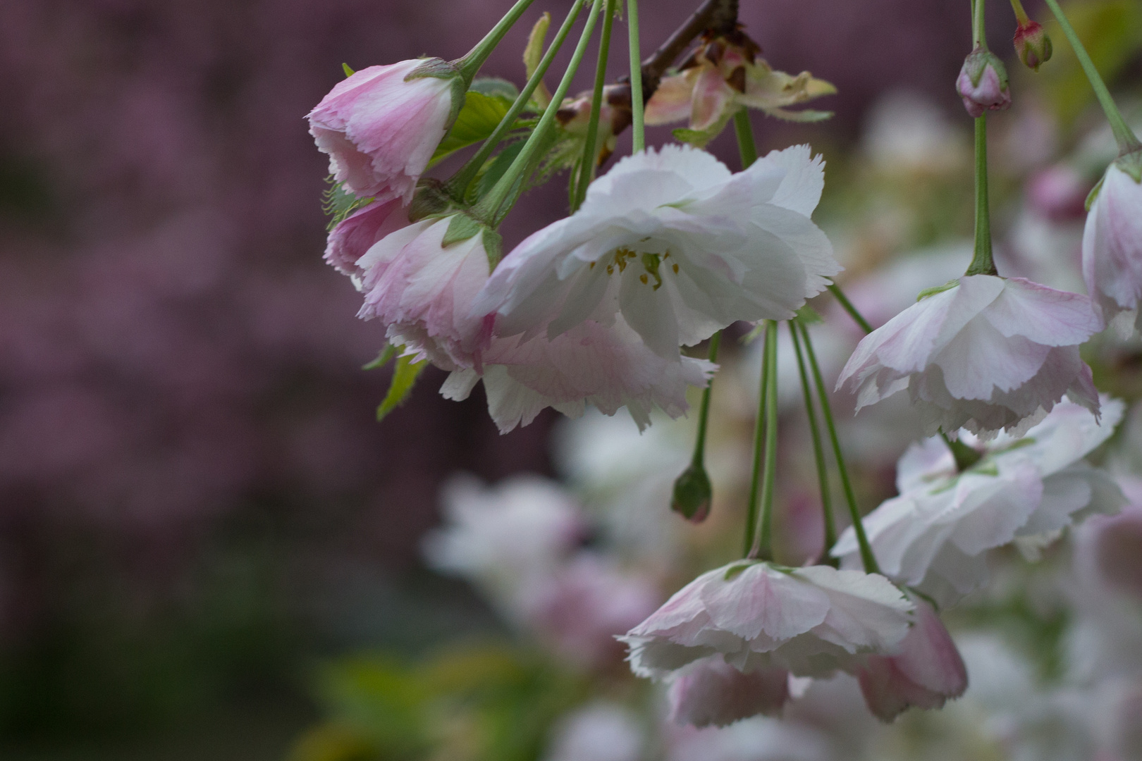 Blüte des Frühlings