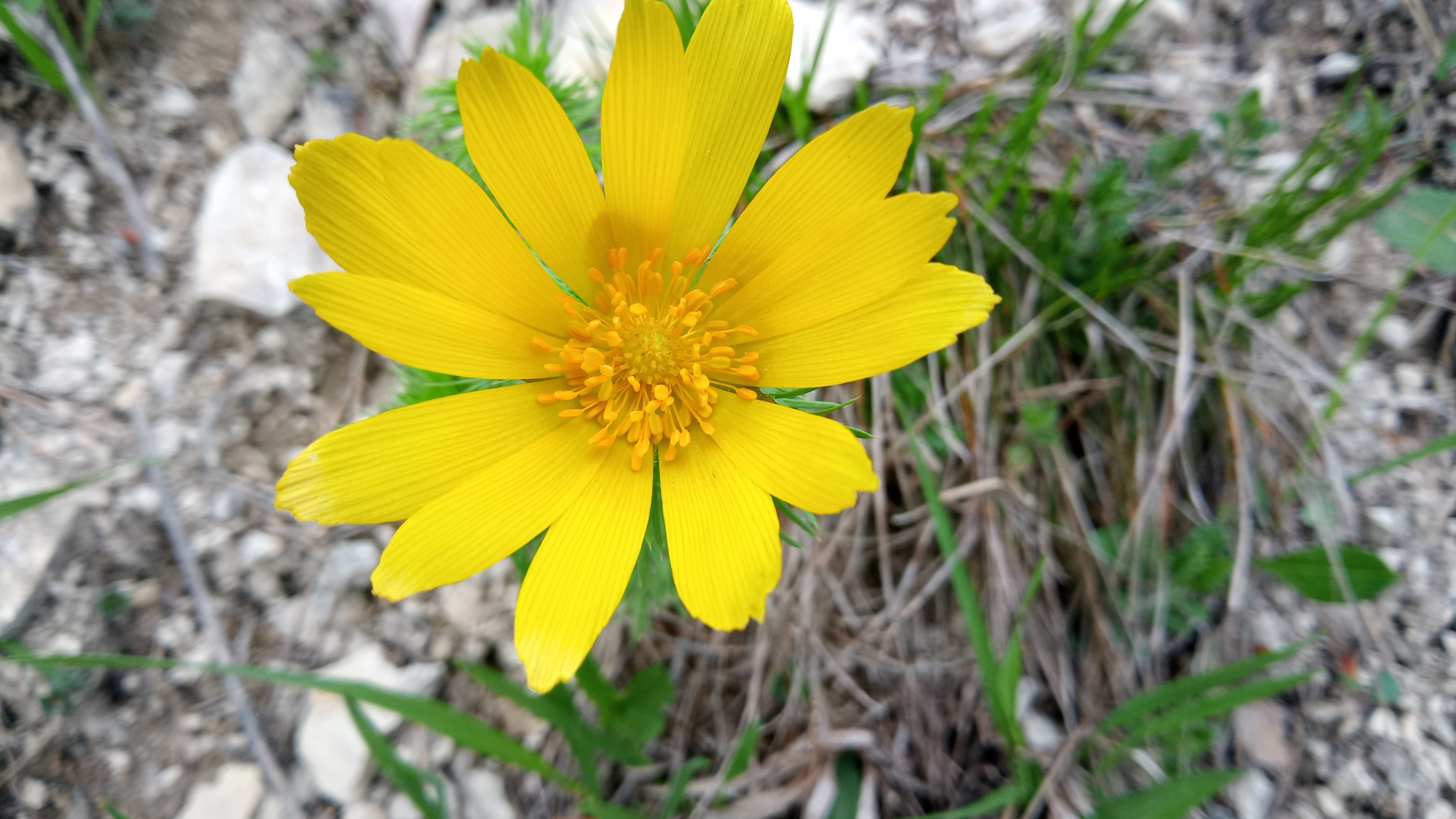 Blüte des Frühlings-Adlonisröschens