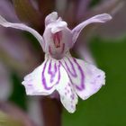 Blüte des Fuchs’ Knabenkraut (Dactylorhiza fuchsii)