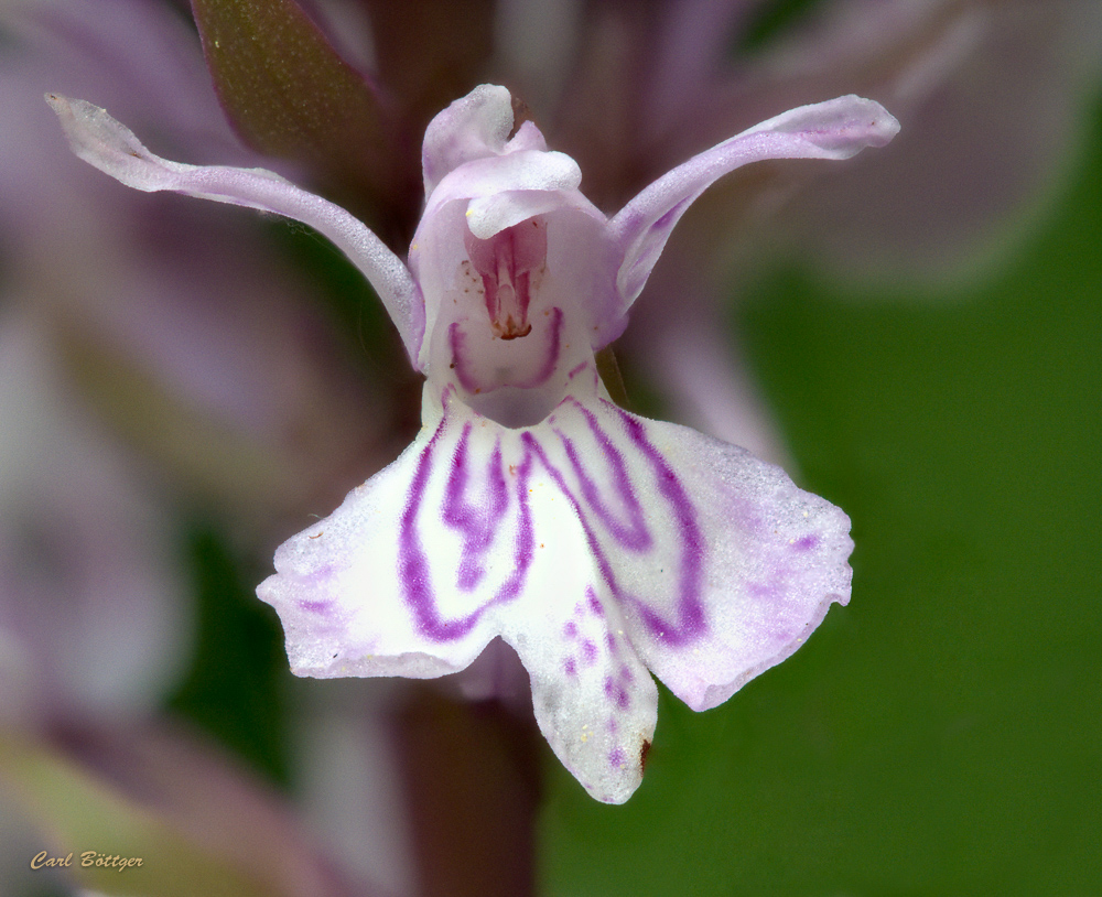 Blüte des Fuchs’ Knabenkraut (Dactylorhiza fuchsii)