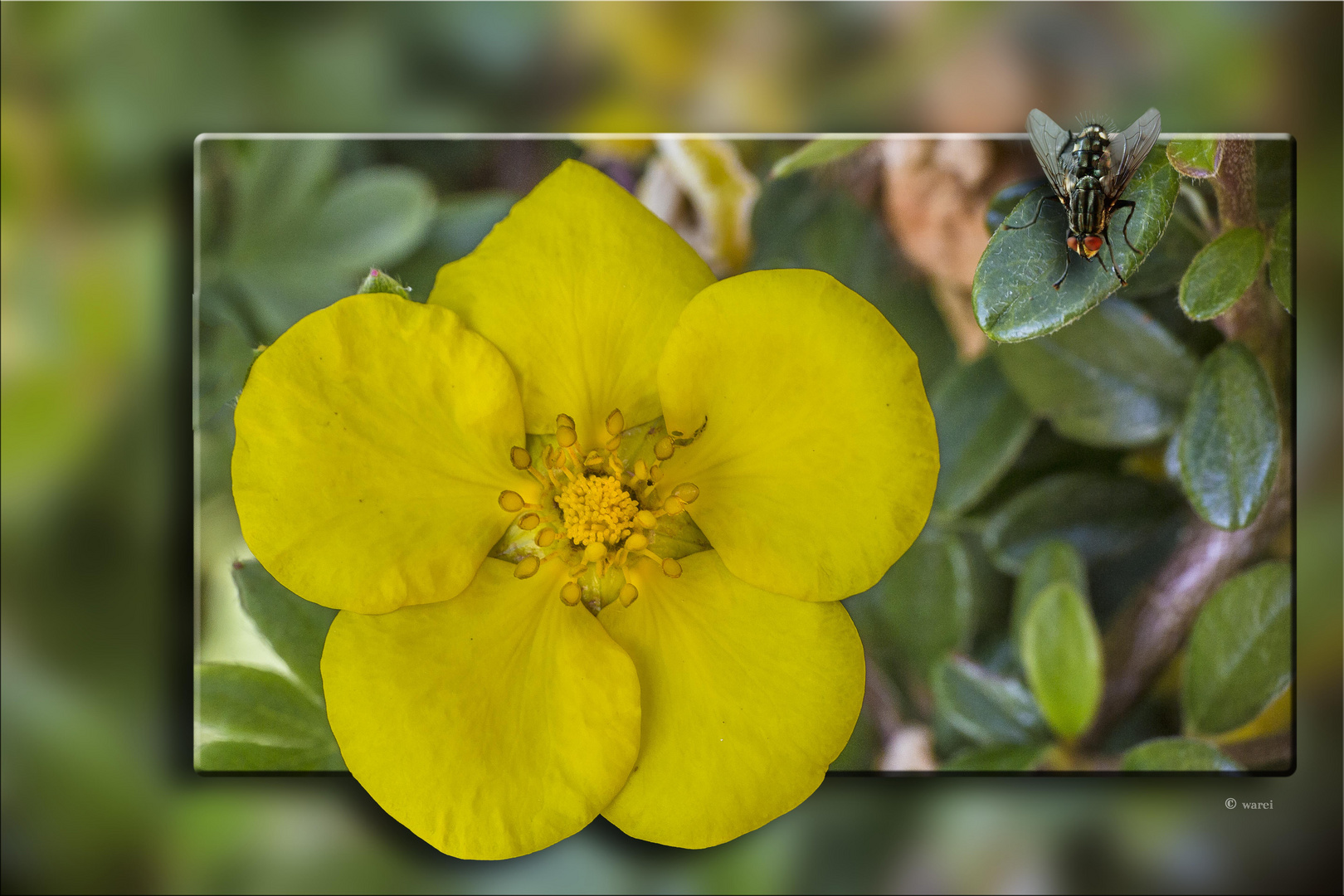 Blüte des Fünffingerstrauches