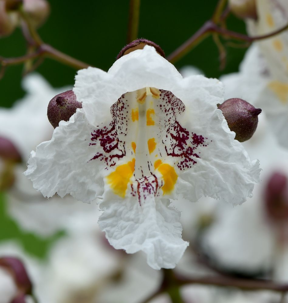 Blüte des Gewöhnlichen Trompetenbaum