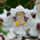 Blüte des Gewöhnlichen Trompetenbaum