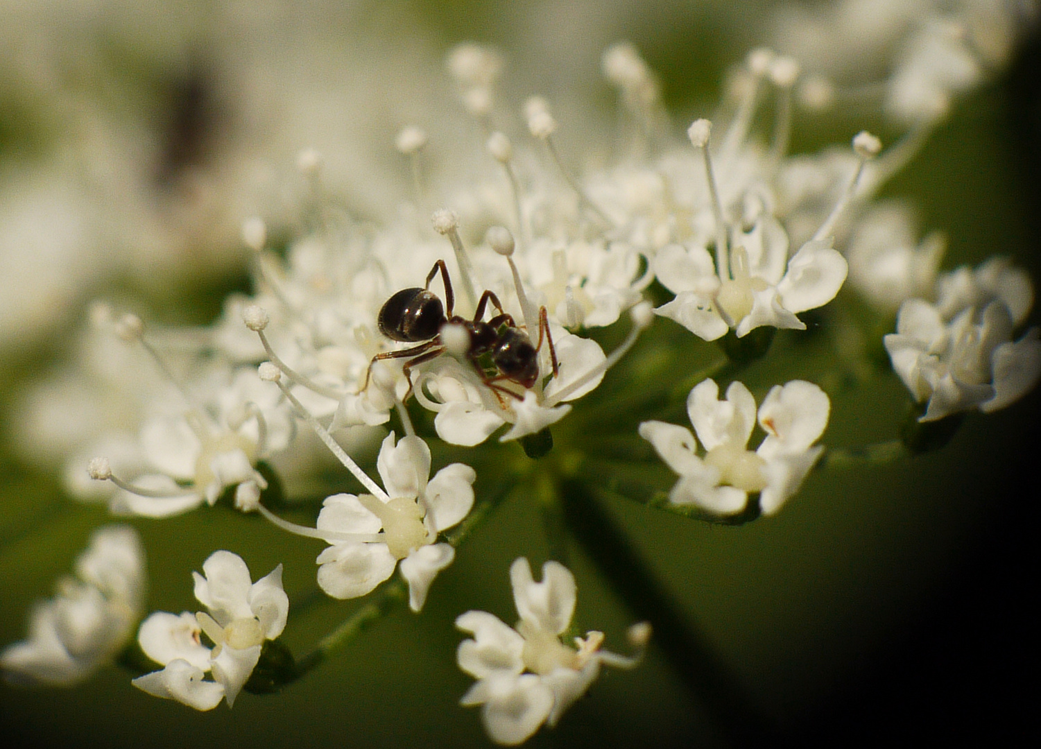 Blüte des Giersch  - mit Besucher