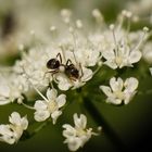 Blüte des Giersch  - mit Besucher