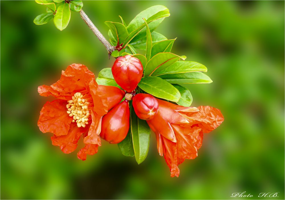 Blüte des Granatapfelbaums