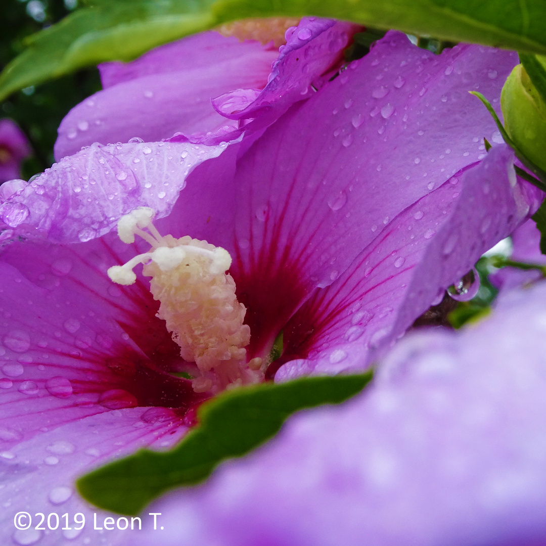 Blüte des Hibiskus - Leon T.