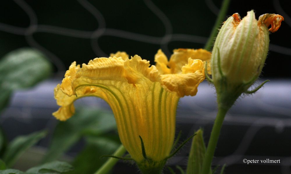 Blüte des Hokaido Kürbis