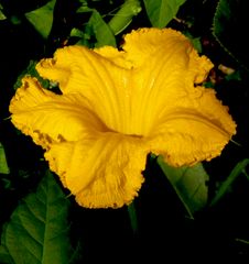 Blüte des Hokkaido-Kürbis (Cucurbita maxima)