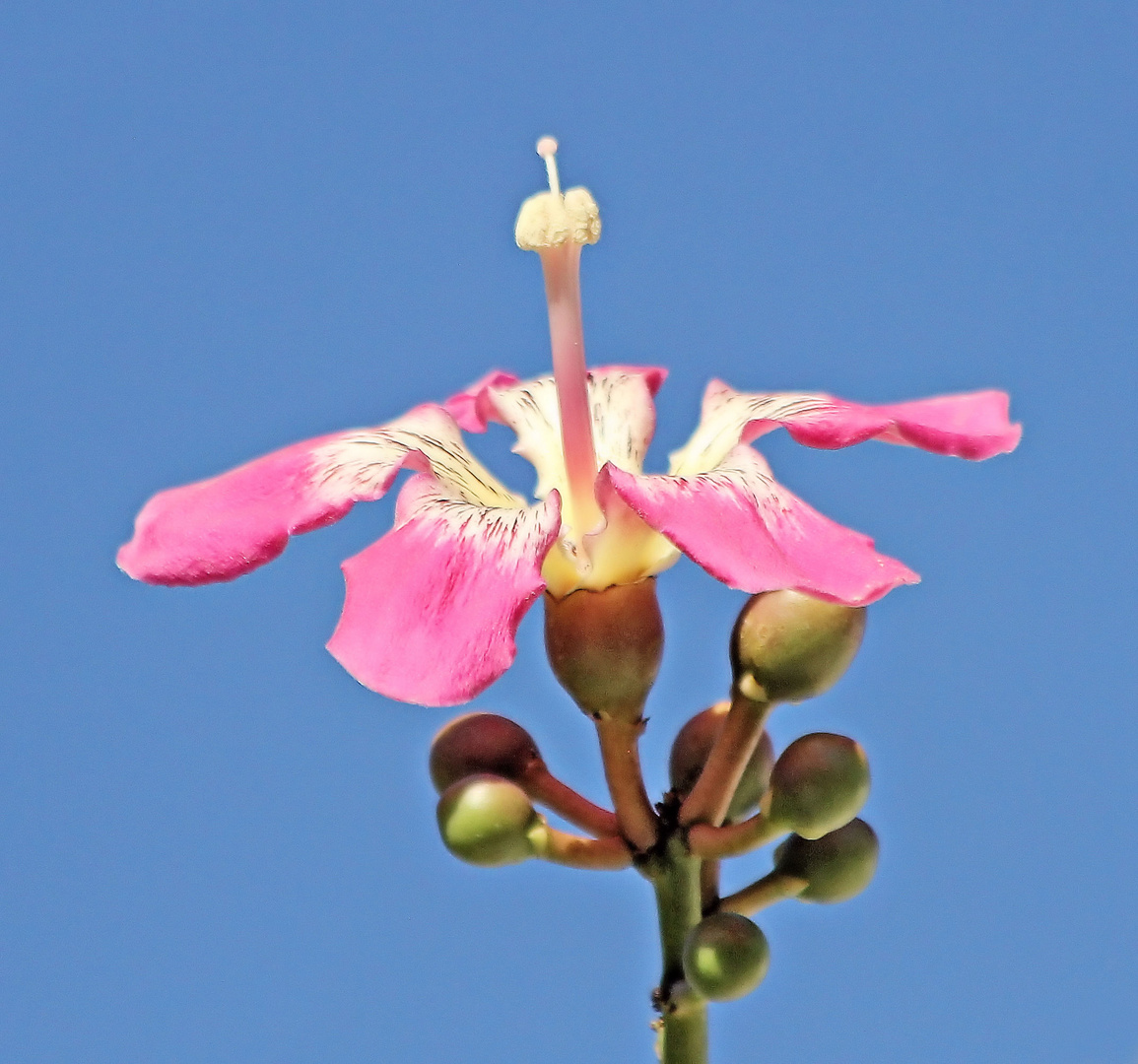 Blüte des Hongkong-Orchideenbaumes