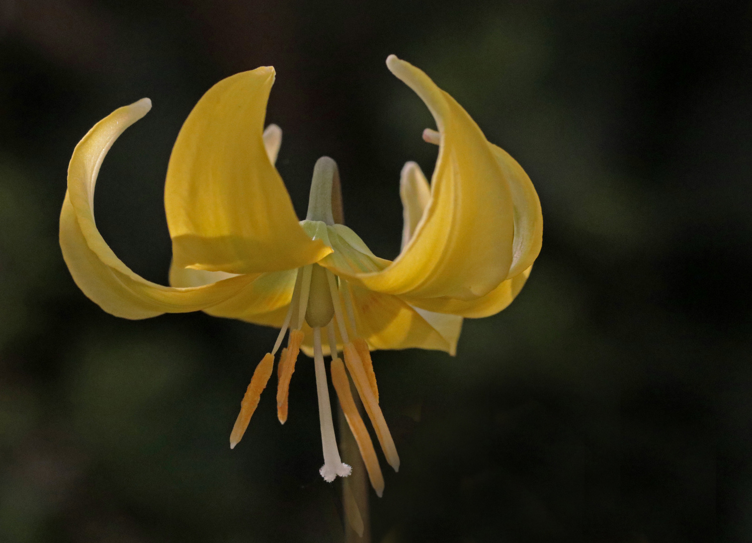 Blüte des Hundszahn