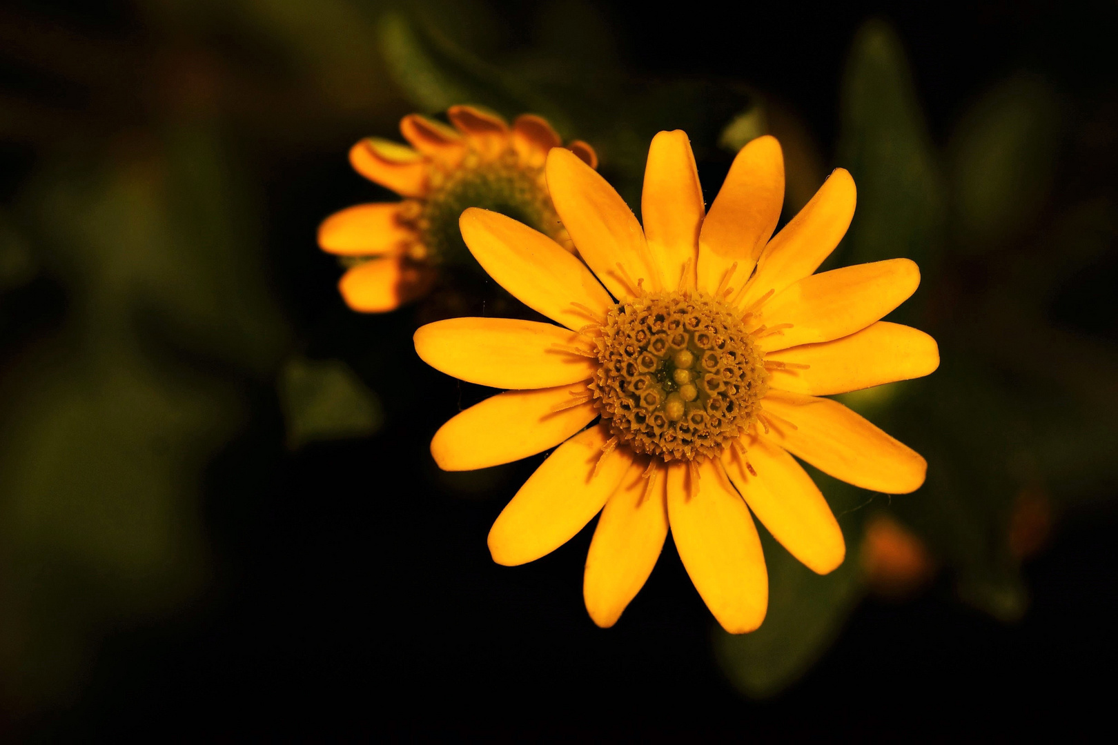 Blüte des Husarenknöpchen...