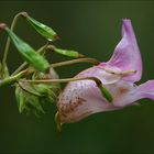 Blüte des Indischen Springkraut