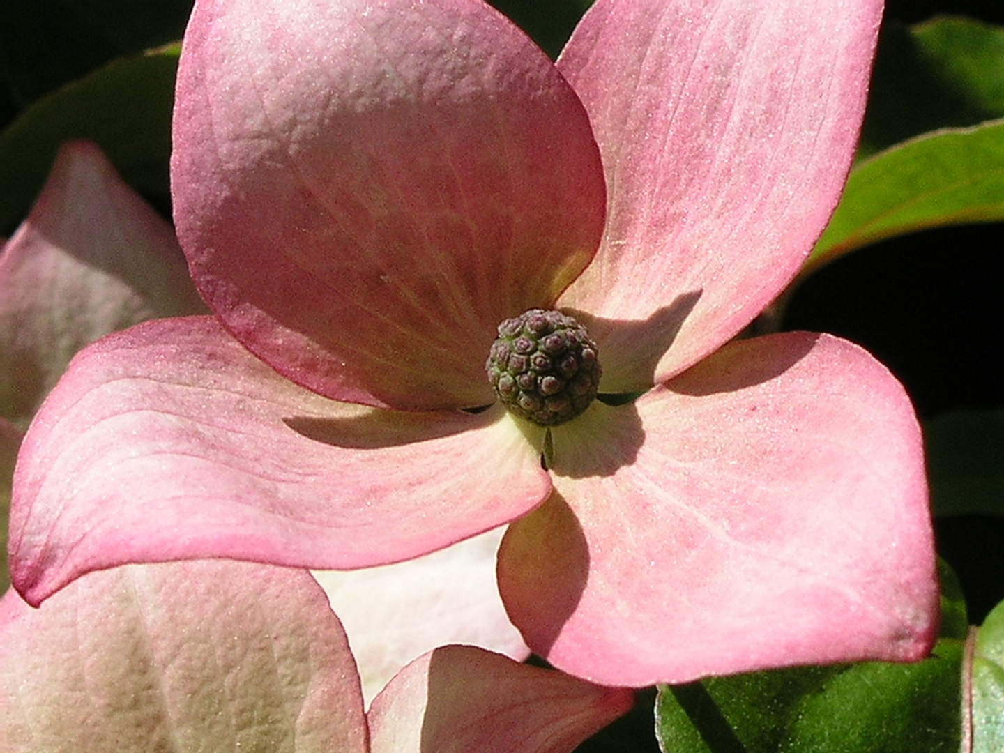 Blüte des japanischen Hartriegels