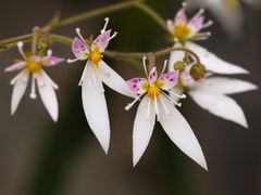 Blüte des Judasbart