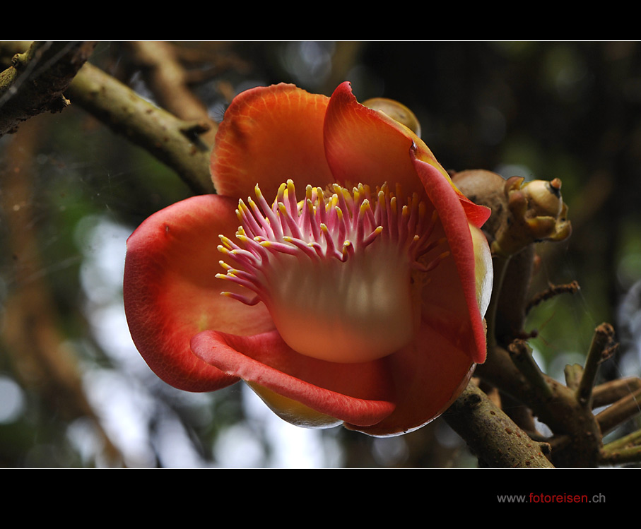 Blüte des Kanonenkugelbaumes