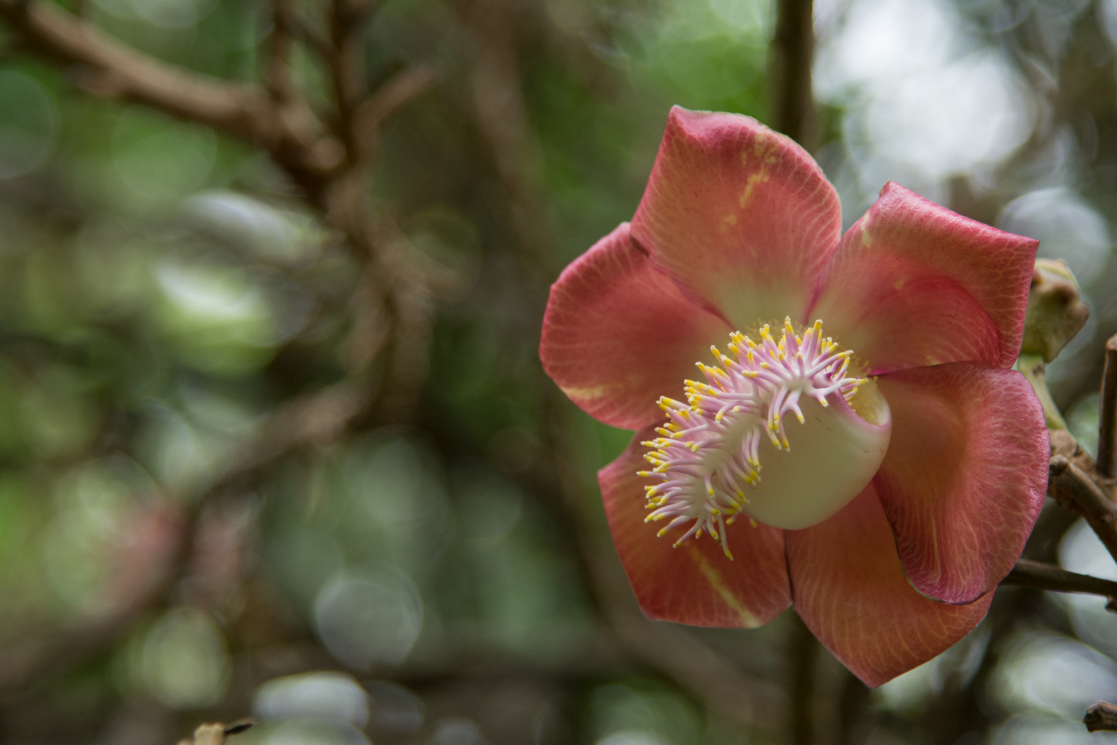 Blüte des Kanonenkugelbaumes