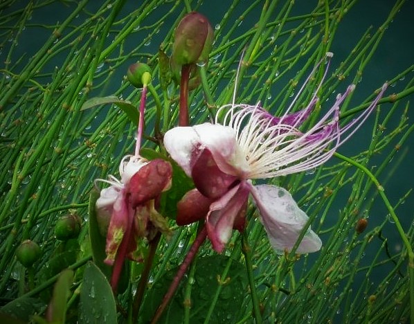 Blüte des Kapernstrauchs