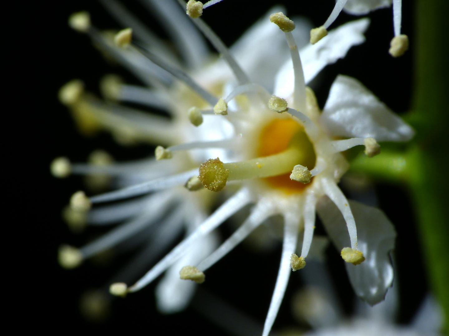 Blüte des Kirschlorbeer