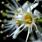 Blüte des Kirschlorbeer