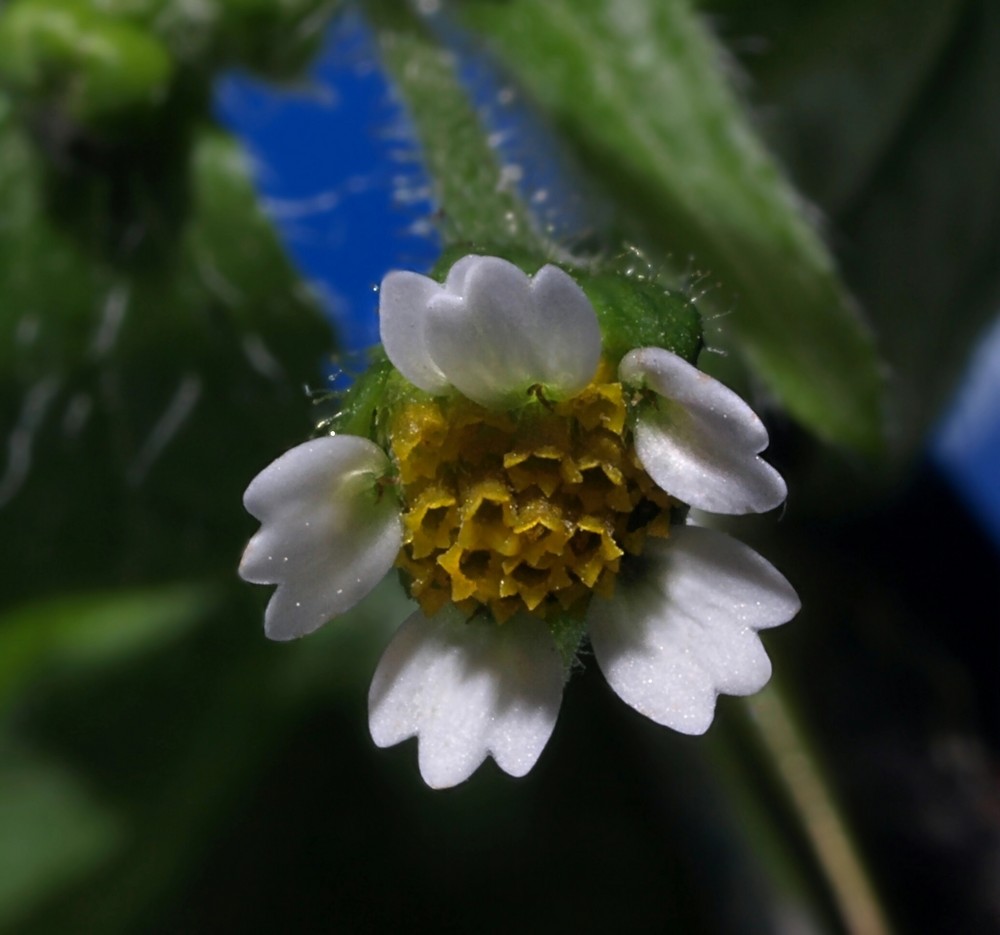 Blüte des Kleinblätterigen Knopfkrauts