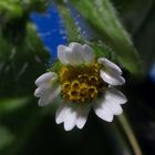 Blüte des Kleinblätterigen Knopfkrauts