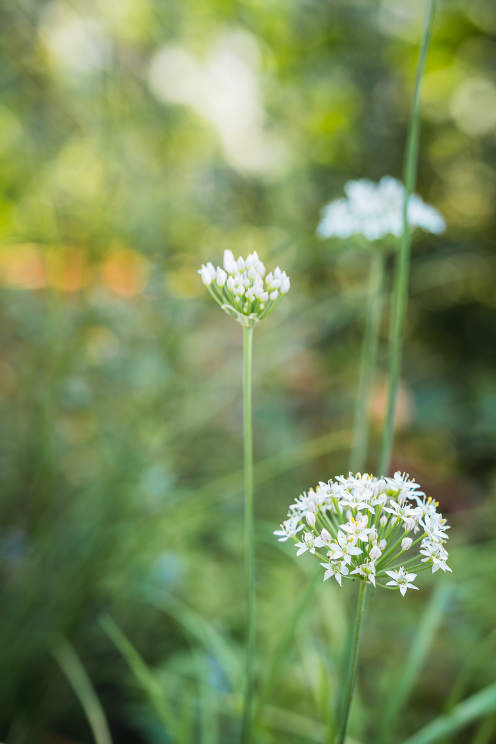 Blüte des Knoblauchlauchs