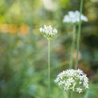 Blüte des Knoblauchlauchs