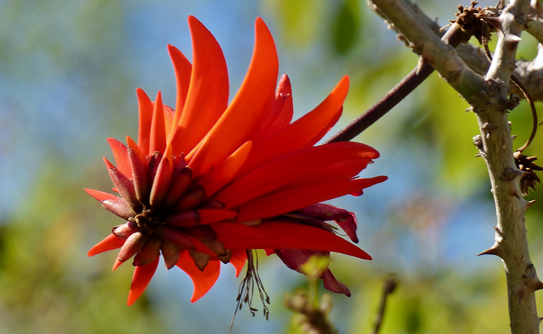 Blüte des Korallenbaums.