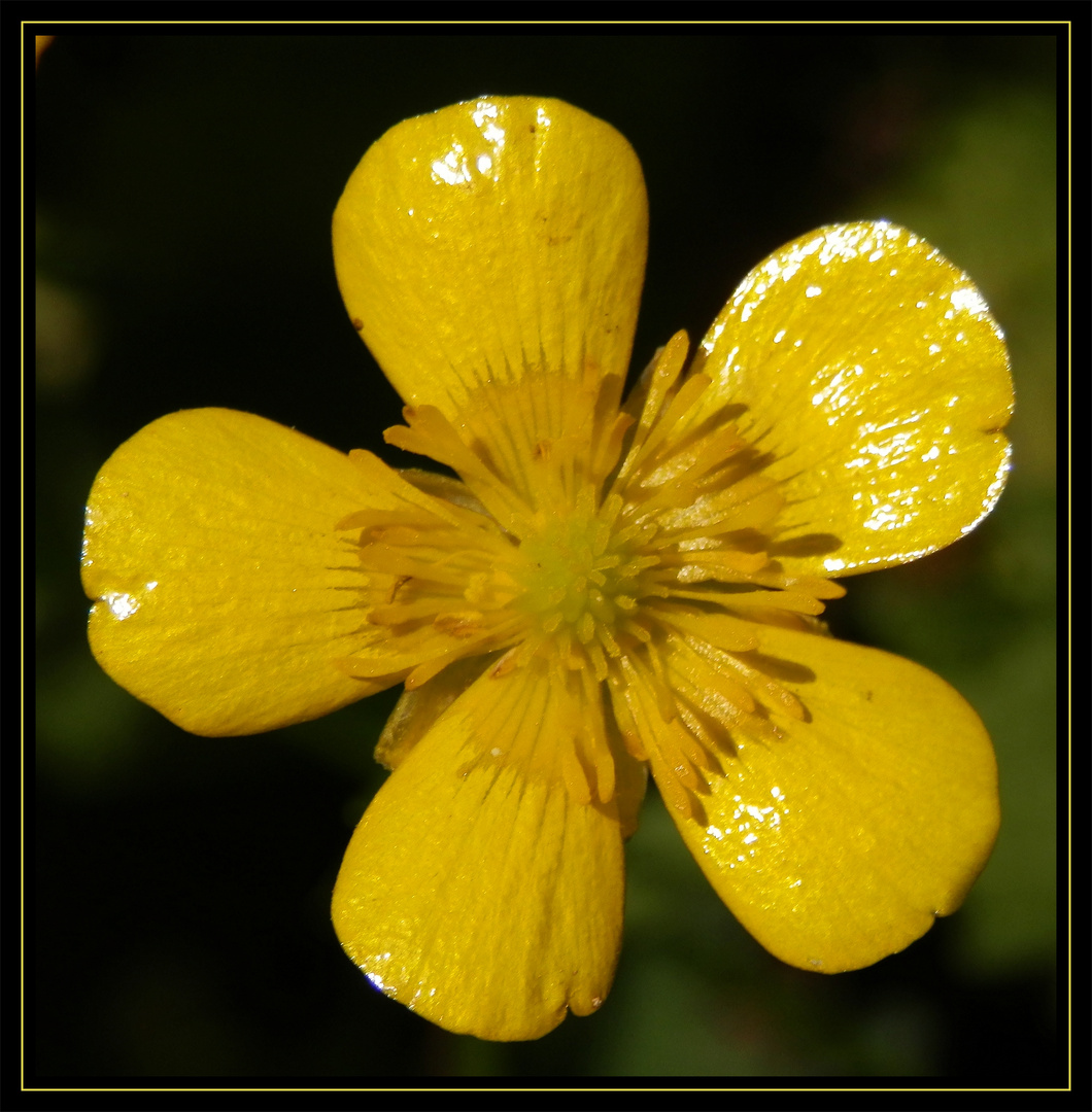 Blüte des Kriechenden Hahnenfußes (Ranunculus repens)