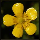 Blüte des Kriechenden Hahnenfußes (Ranunculus repens)