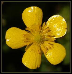 Blüte des Kriechenden Hahnenfußes (Ranunculus repens)