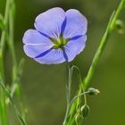 Blüte des Lein