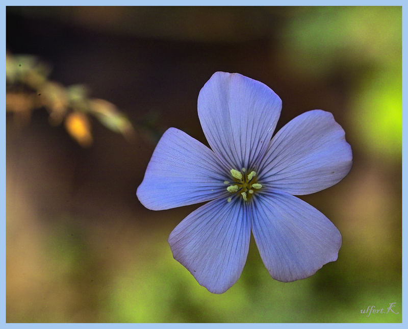 Blüte des Lein (ausgesäet durch Vogelwinterfutter )