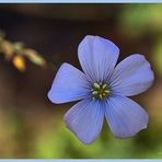 Blüte des Lein (ausgesäet durch Vogelwinterfutter )