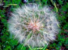 Blüte des Löwenzahn genannt auch Pusteblume