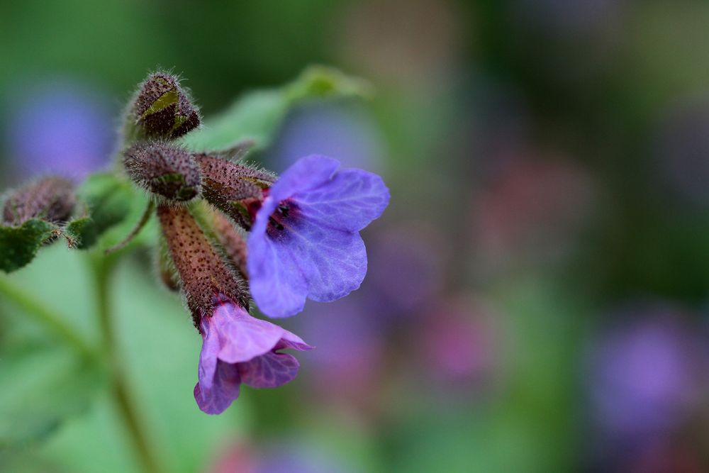 Blüte des Lungenkrauts