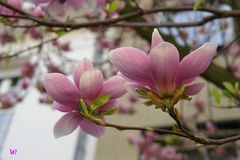 Blüte des Magnolienbaum