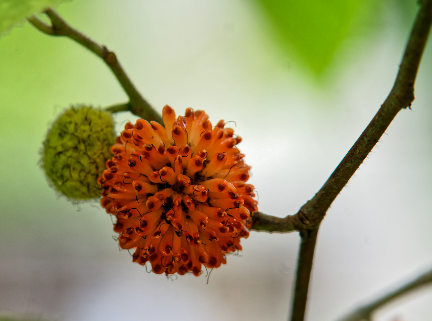 Blüte des Maulbeerbaums