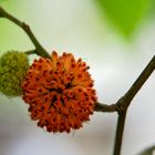 Blüte des Maulbeerbaums