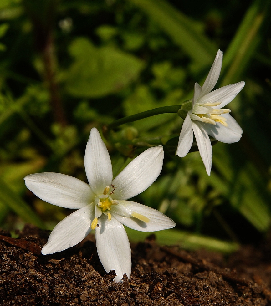 Blüte des Milchsterns.