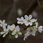 Blüte des Mirabellenbaumes