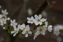 Blüte des Mirabellenbaumes