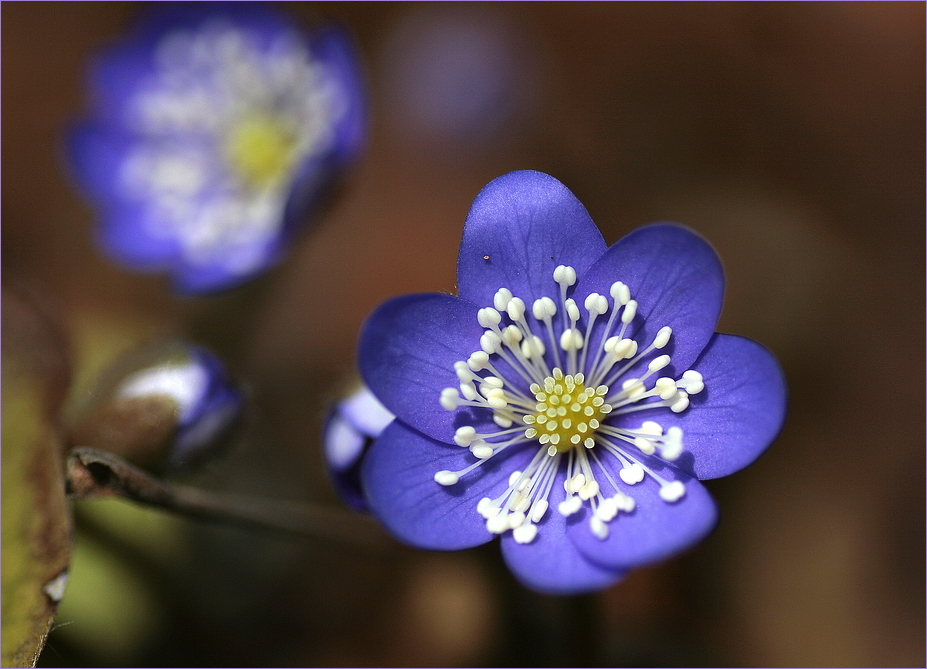 Blüte des Monats