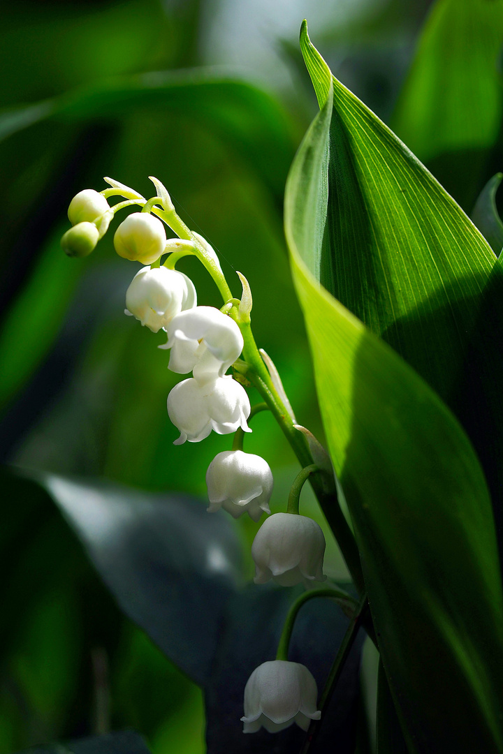 Blüte des Monats