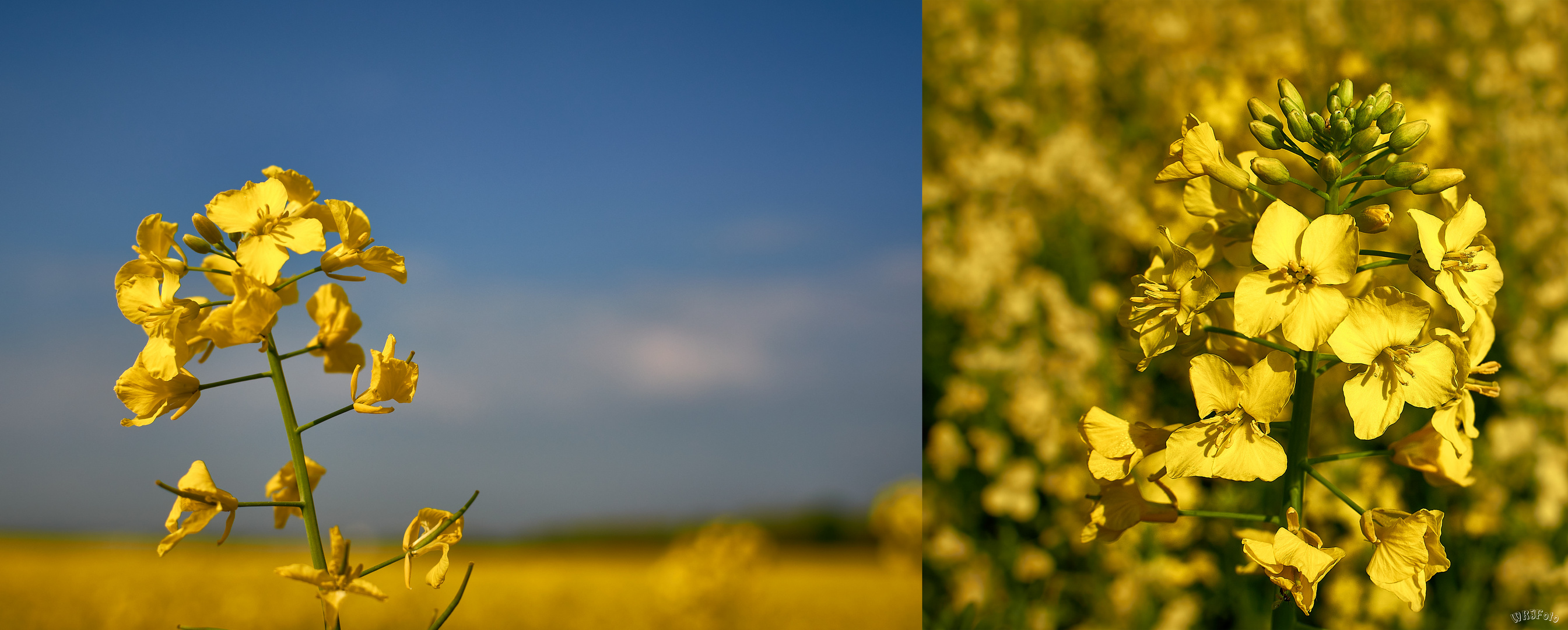 Blüte des Monats